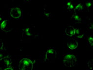 Rat Bone Marrow Derived Mesenchymal Stem Cells Immuno Deficient
