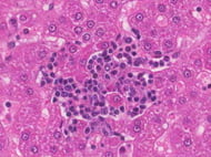 Rat Bone Marrow Derived Mononuclear Cells