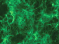 Rat Bone Marrow Derived Mononuclear Cells Wistar