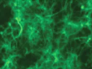 Rat Bone Marrow Derived Mononuclear Cells Wistar