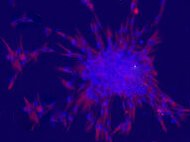 Rat Bone Marrow Derived Muse Cells SD