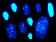 Rat Bone Marrow Derived Muse Cells Wistar