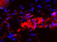 Rat Bone Marrow Derived Muse Cells