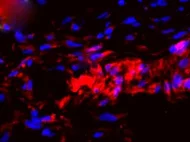 Rat Bone Marrow Derived Muse Cells