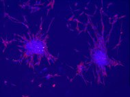 Mouse Hybrid Liver S9 Fraction Mixed Gender