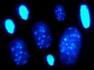 Mouse Muse cells BalbC