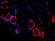 Mouse Muse cells C57