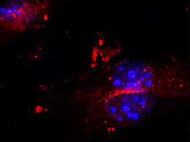 Mouse Muse cells CD1