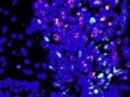 Rat Bone Marrow Derived NK Cells Wistar