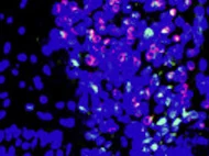 Rat Bone Marrow Derived NK Cells Wistar