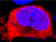 Human Skin S9 Fraction Mixed Gender