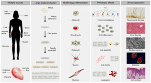 Read more about the article Mesenchymal stem cells offer hope for depression