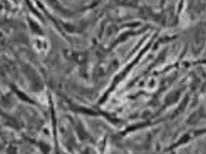 Beagle Dog hepatocytes cryopreserved, plateable