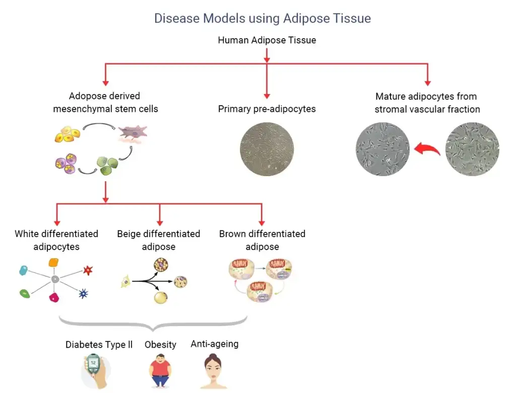 Adipose tissue
