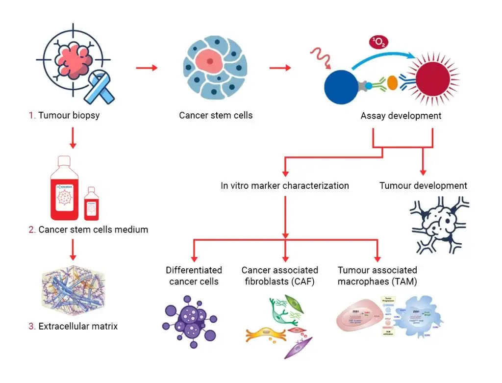Cancer cell lines vs primary cancer cells
