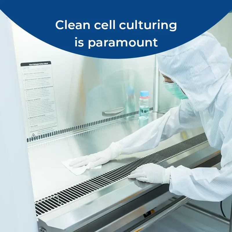 Sterile environment for Mesenchymal stem cell culturing