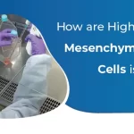 Why GMP Compliance is Paramount for High-Quality Mesenchymal Stem Cells