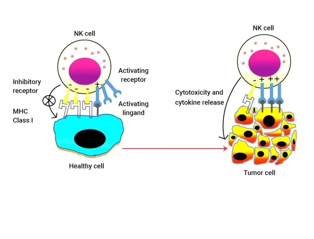 Nk Cells