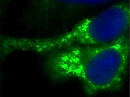 C57 Mouse Liver Cytosol