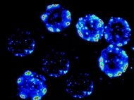 C57 Mouse Liver Microsomes