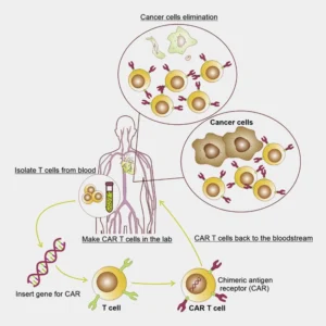 This approach has since paved the way for a paradigm shift in cancer treatment strategies, demonstrating the transformative potential of utilizing fresh blood products in therapeutic breakthroughs.