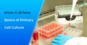 Read more about the article Basics Of the Primary Cell Culture That Are Valuable for Your Research