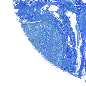 C57 mouse intestine microsomes support research due to their invaluable properties in elucidating the complex mechanisms of drug metabolism, pharmacokinetics, and disposition within the intestinal tract.