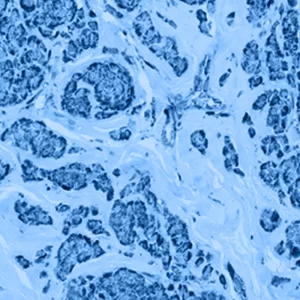 Cytosolic fractions derived from the C57 mouse intestine provide unique insights into soluble phase II metabolic reactions, complementing the information obtained from microsomal and S9 preparations.