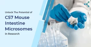 Read more about the article The Tremendous Role Of C57 Mouse Intestine Microsomes In Drug Research