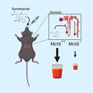 First-pass metabolism occurs when a drug undergoes metabolism between its administration site and the sampling site for measuring drug concentration.