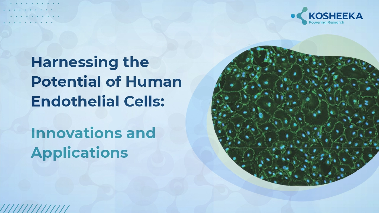 You are currently viewing Harnessing the Potential of Human Endothelial Cells: Innovations and Applications