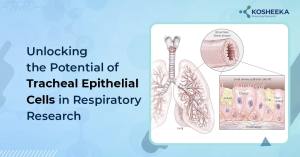 Read more about the article Unlocking the Potential of Tracheal Epithelial Cells in Respiratory Research