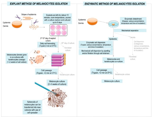 Unleashing the Potential of Human Epidermal Melanocytes