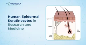Read more about the article Exploring the Power of Human Epidermal Keratinocytes in Research and Medicine