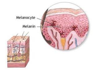 Melenocyte