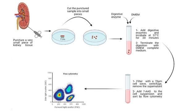 : Schematic representation of isolation of viable cells from human kidney biopsy
