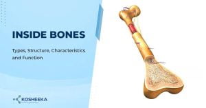 Read more about the article Inside Bone: The Hidden Architects and Their Cellular Symphony