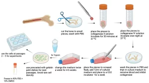 Schematic representation of isolation of primary osteoblast from human bone