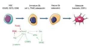 Schematic representation of osteogenic differentiation of Mesenchymal Stem Cells (MSCs)