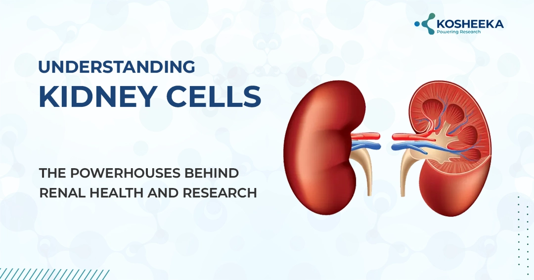 You are currently viewing Understanding Kidney Cells: The Powerhouses Behind Renal Health and Research