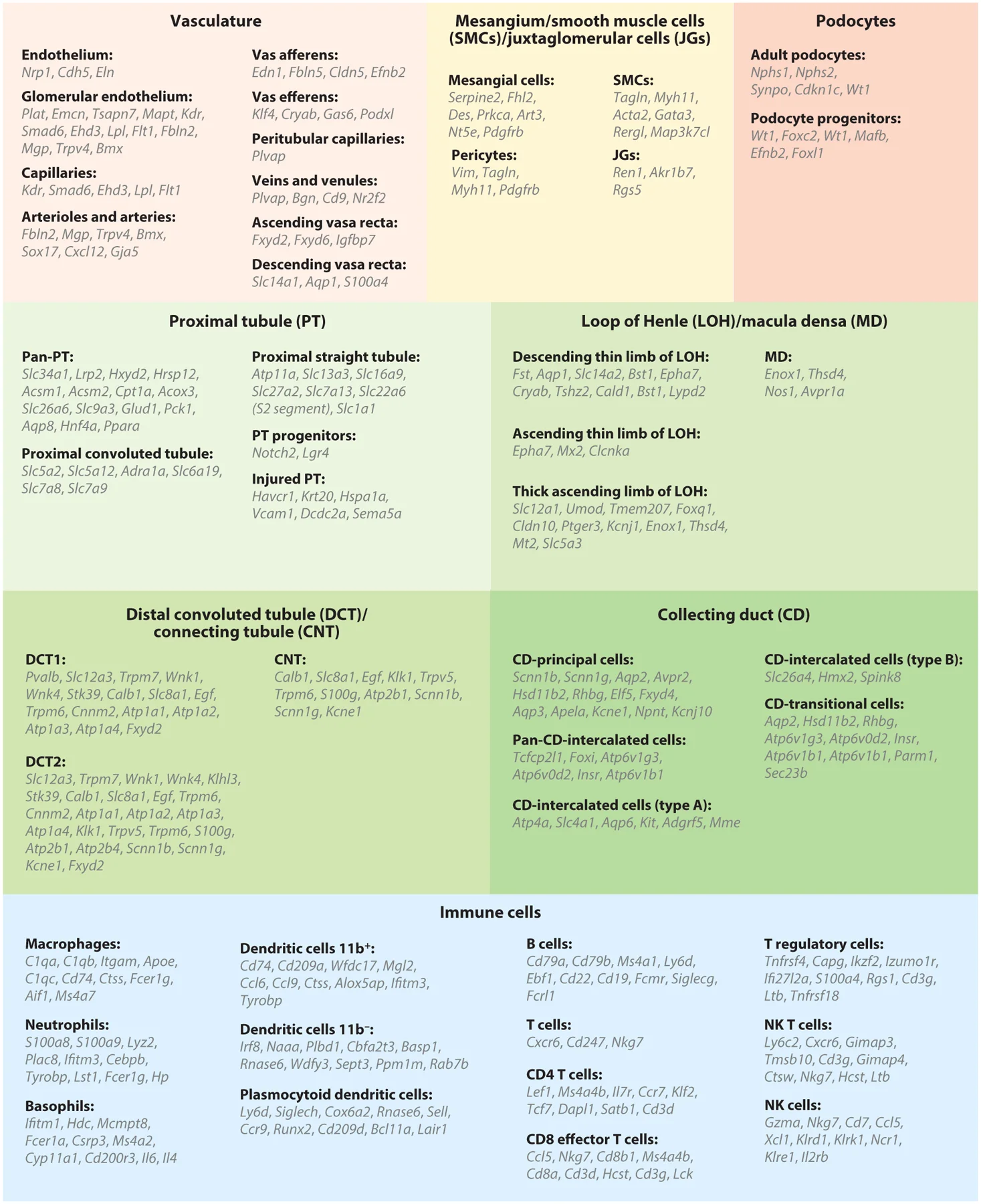 Cell type–specific marker genes of kidney epithelial, endothelial, and immune cells