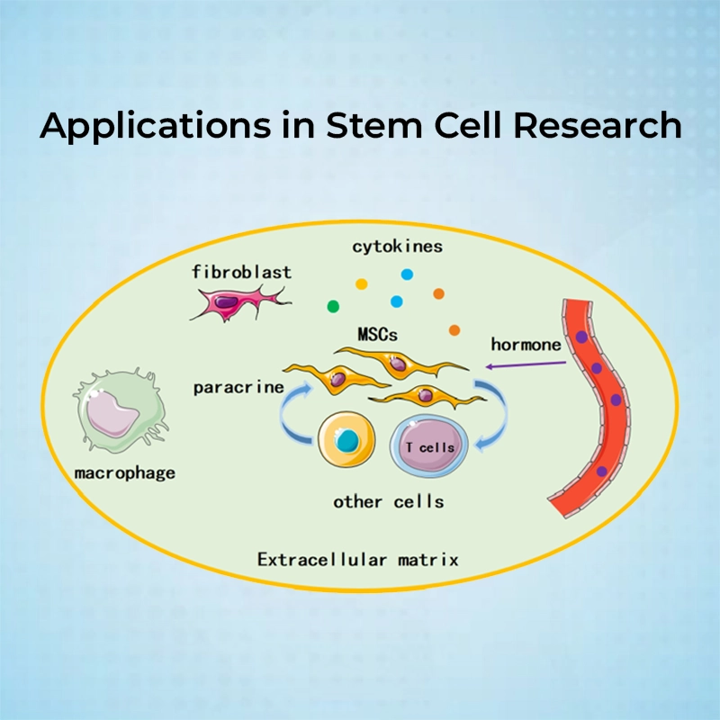 Applications in Stem Cell Research | Kosheeka