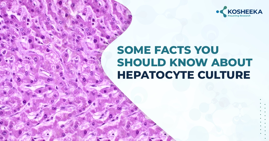 You are currently viewing Some Facts You Should Know About Hepatocyte Culture