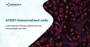 Read more about the article hTERT-immortalized cells – A link between Primary diploid cells and immortalized cell lines