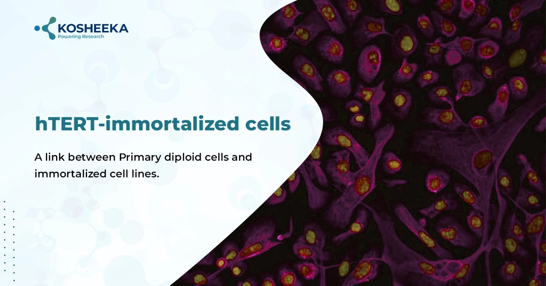You are currently viewing hTERT-immortalized cells – A link between Primary diploid cells and immortalized cell lines