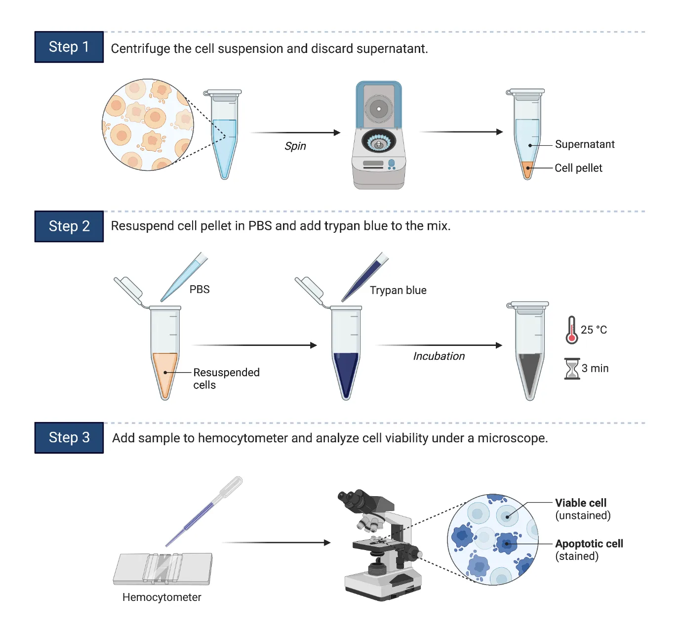 Cytotoxicity Assay by Trypan Blue Exclusion Method