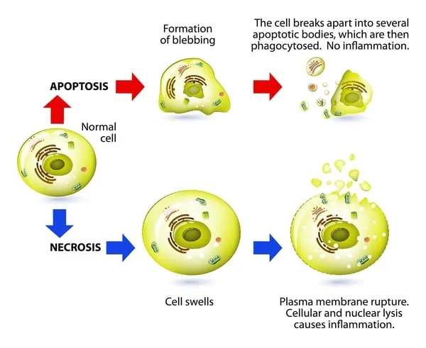 Cytotoxicity Assay exploits Apoptosis and Necrosis
