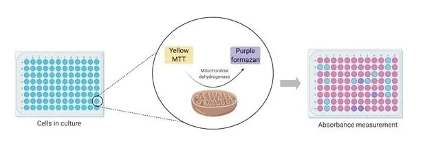 MTT Assay