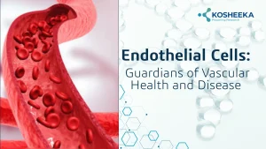 Read more about the article Endothelial Cells: Guardians of Vascular Health and Disease