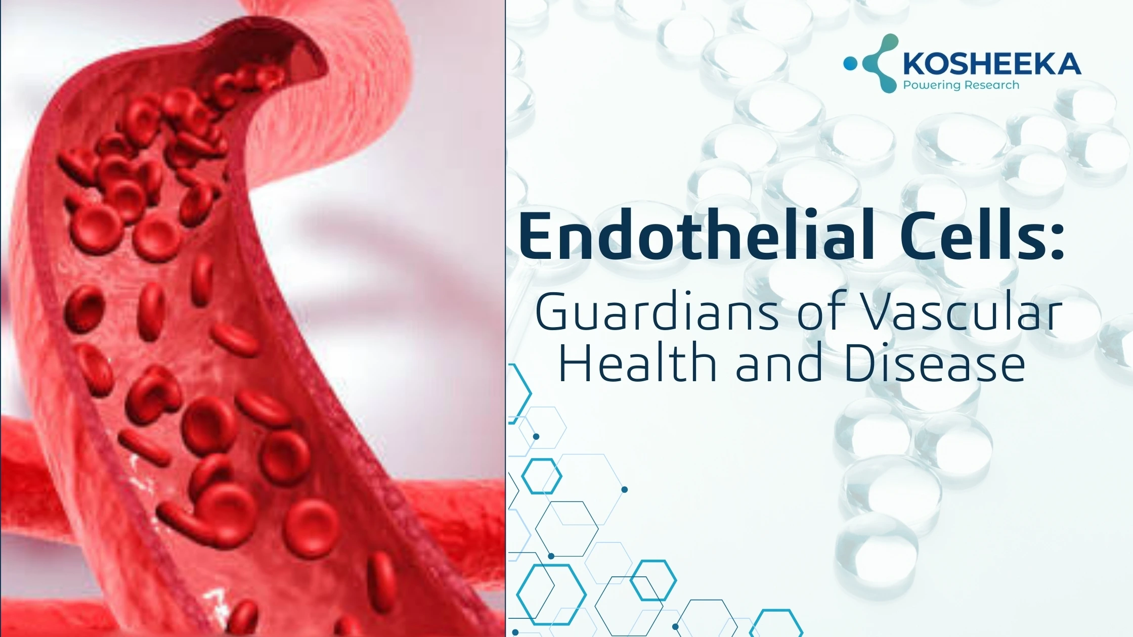 You are currently viewing Endothelial Cells: Guardians of Vascular Health and Disease